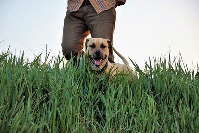 Dog standing on field against sky