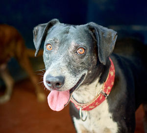 Close-up portrait of a dog