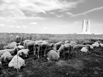 Flock of sheep on field against sky