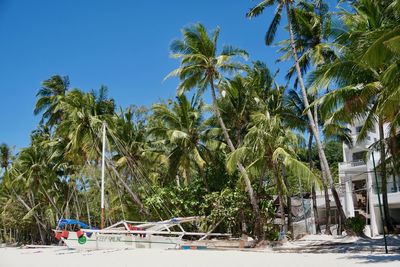 Scenic view of palm trees against clear blue sky