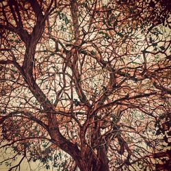 Low angle view of bare trees