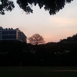 Trees against sky at sunset