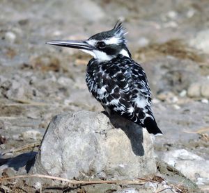 Close-up of bird perching on rock