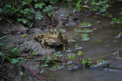 Close-up of frog in lake