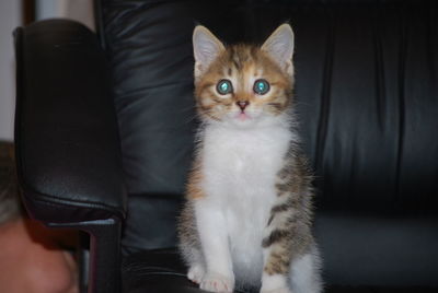 Portrait of kitten sitting on floor