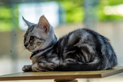 Close-up of a cat looking away