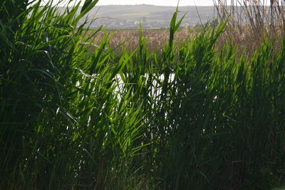 Crops growing on field