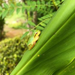 Close-up of frog on leaf