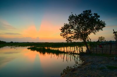 Silhouette tree by lake against sky during sunset