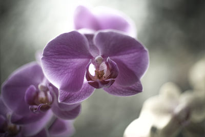 Close-up of purple flowering plant