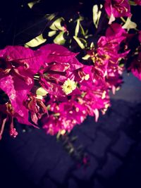 Close-up of pink flowering plant