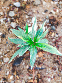 High angle view of plant growing on field