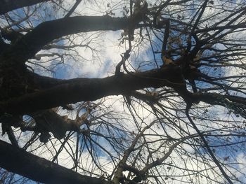 Low angle view of tree against sky