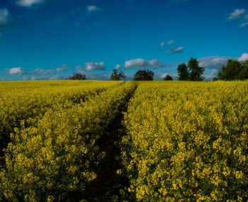 Scenic view of oilseed rape field against blue sky