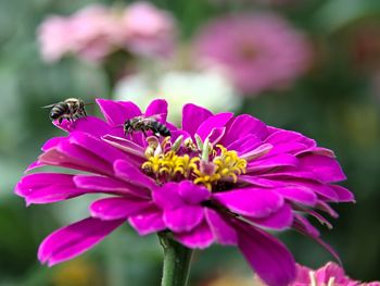 Close-up of bee pollinating on pink flower