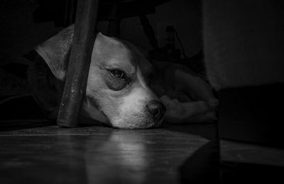 Close-up of dog resting on floor at home