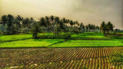 Scenic view of agricultural field against sky