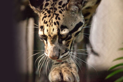 Male adult clouded leopard neofelis nebulosa is listed as vulnerable and can be found in asia.