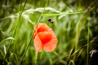 Close-up of ladybug on orange poppy