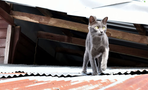 Naughty cute black cat on the roof made of zinc.