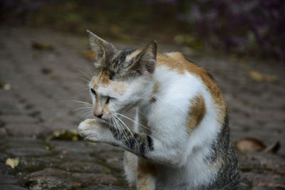Close-up of a cat looking away