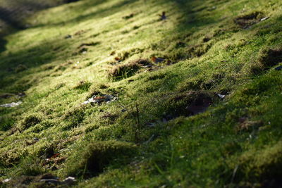 Close-up of green grass