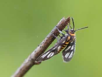 Close-up of butterfly on plant