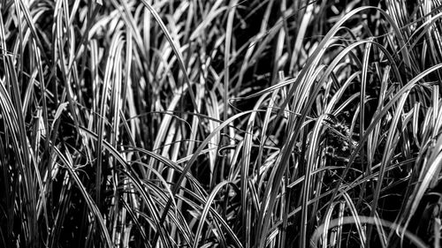 Close-up of grass