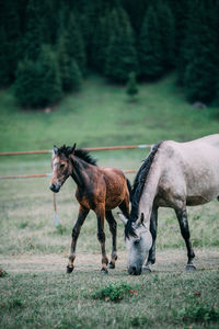 Horse standing on field