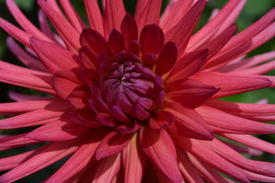 Close-up of red dahlia