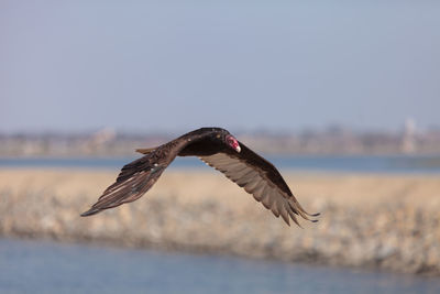 Bird flying over sea against clear sky