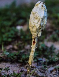 Close-up of mushroom growing on field