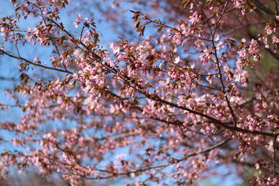 Low angle view of cherry blossom