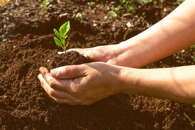 Close-up of hands holding plant