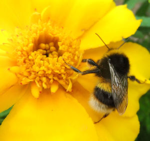 Close-up of bee pollinating on yellow flower