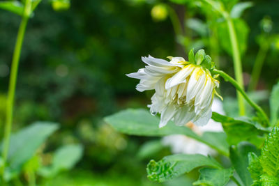 plant
