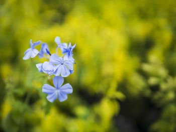 Plumbago auriculata flowers bloom in the garden, the background is blur.