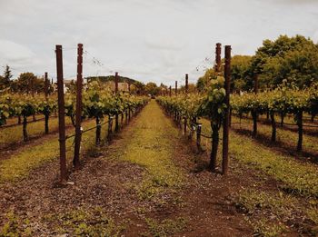 View of vineyard against sky