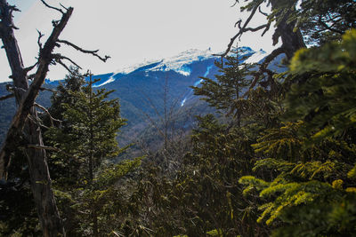 Trees and plants growing on mountain against sky