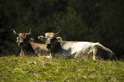 Lion relaxing on field