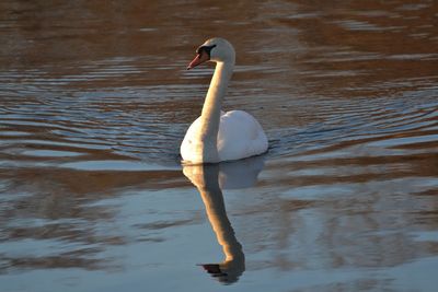 Swan swimming in lake