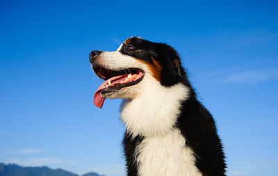 Low angle view of dog looking away against sky