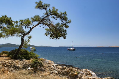 Sailboat sailing on sea