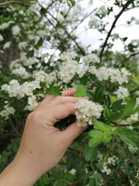 Close-up of hand holding white flowering plant