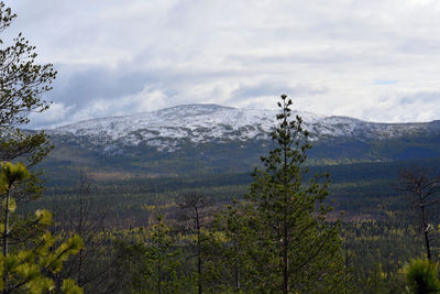 Bird on mountain against sky