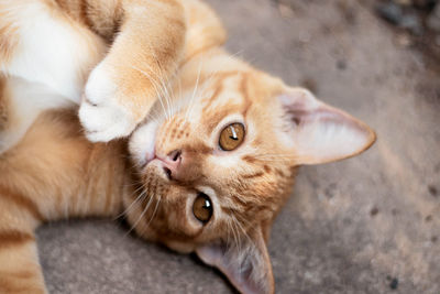 High angle view of cat