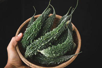 Close-up of hand holding leaf against black background