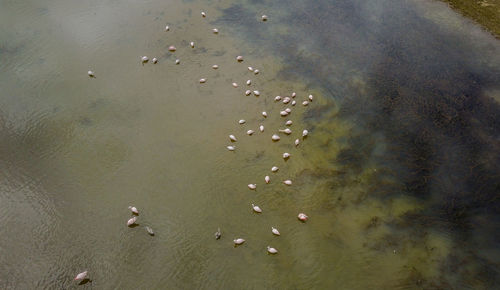 High angle view of birds on beach