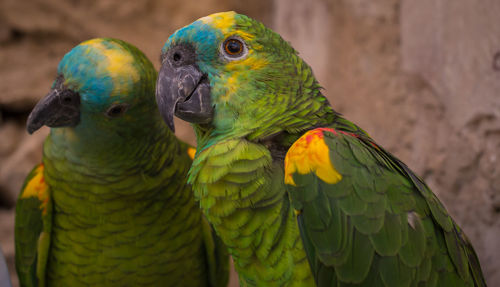 Close-up of parrot