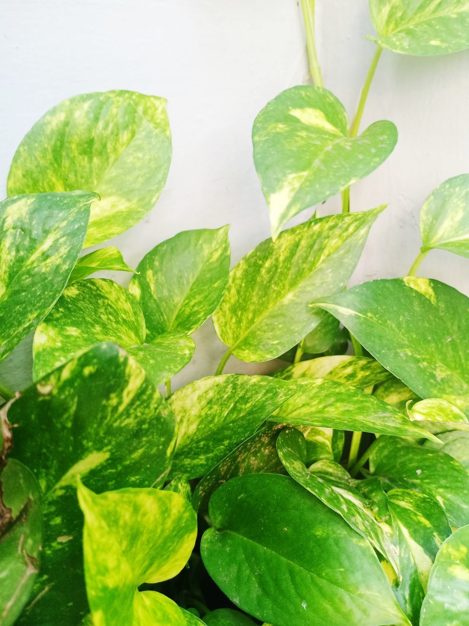 CLOSE-UP OF FRESH GREEN LEAVES WITH PLANT